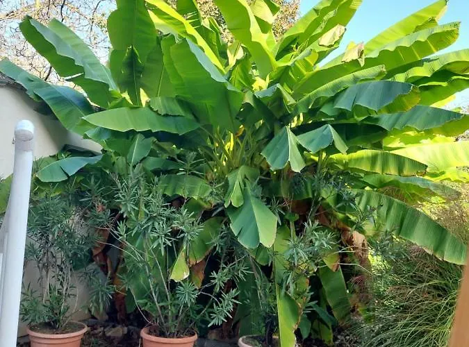 Lejlighedshotel Szilvia